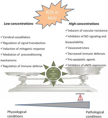 Oxidative Stress: A Major Player in Cerebrovascular Alterations Associated to Neurodegenerative Events